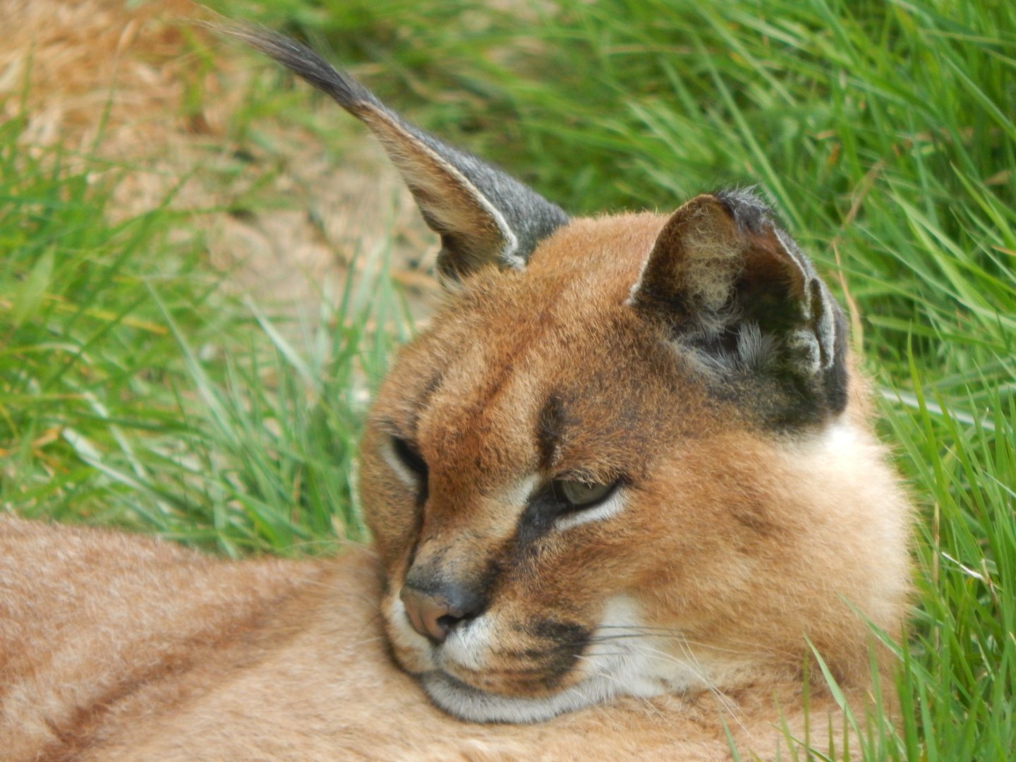Caracal 140421