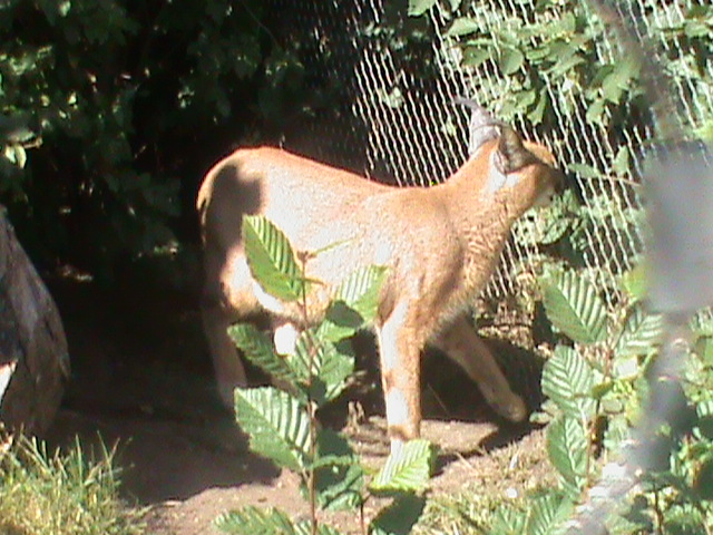 caracal 140911