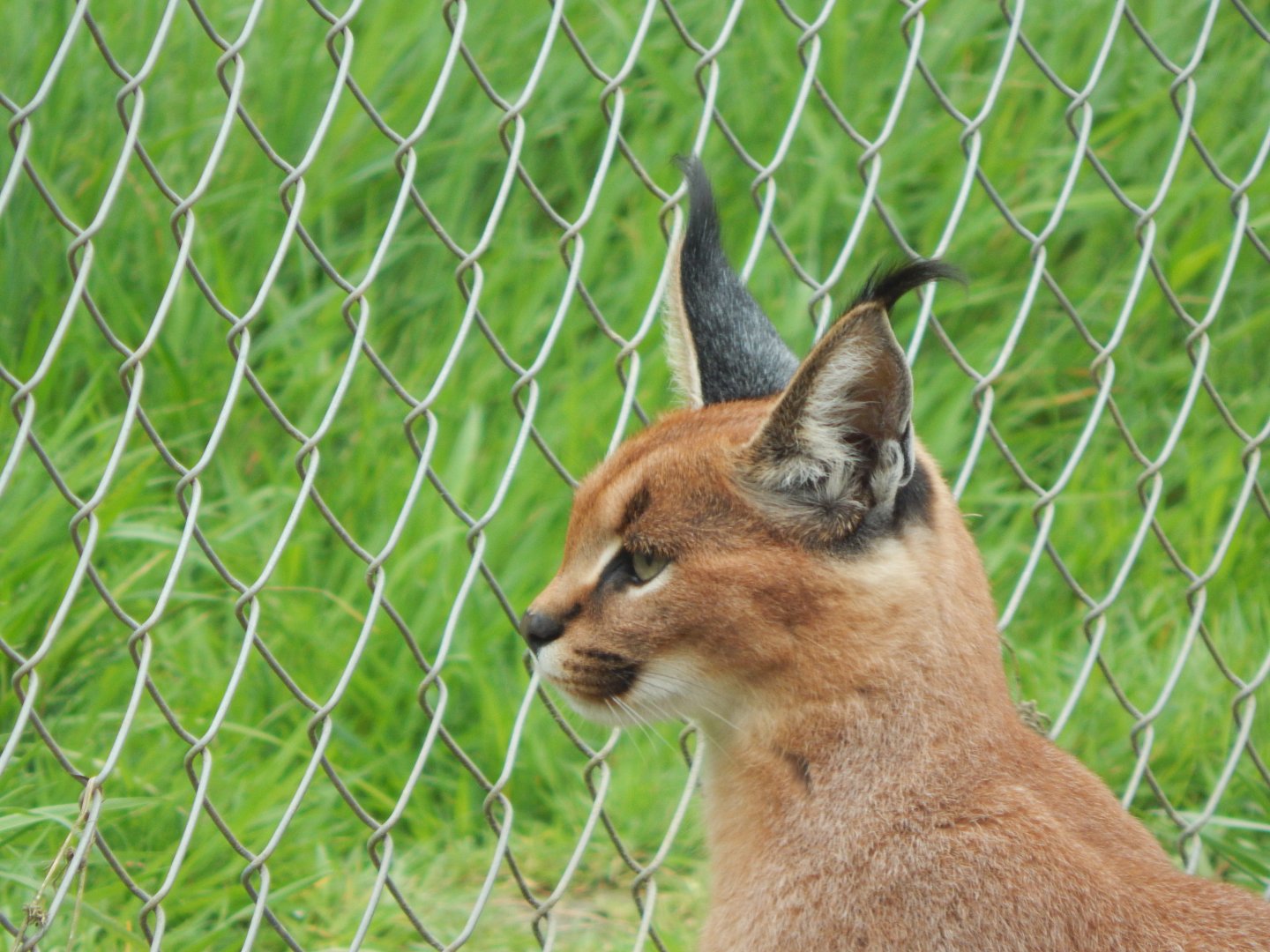 Caracal 150522