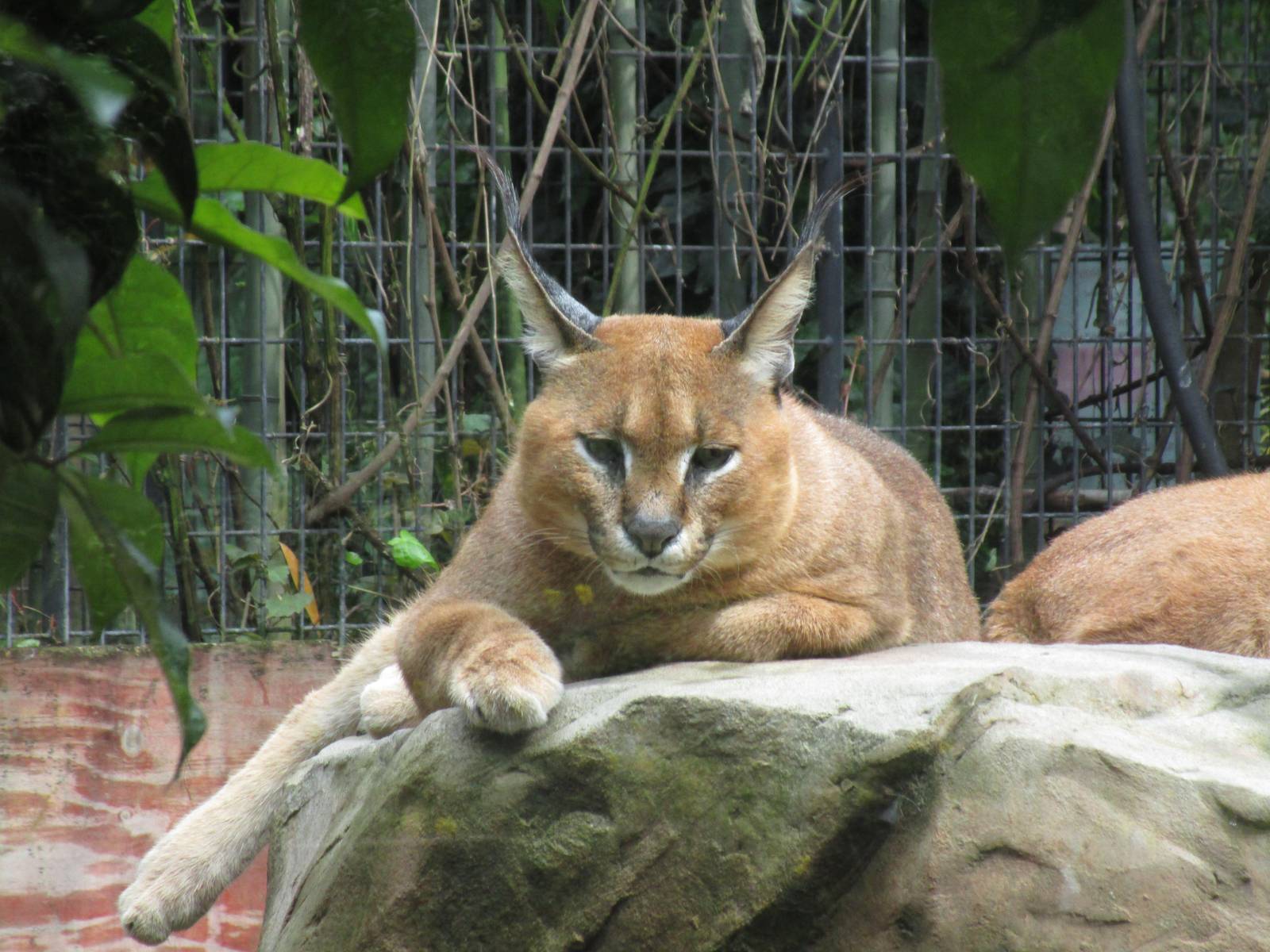 Caracal - 16/04/2016