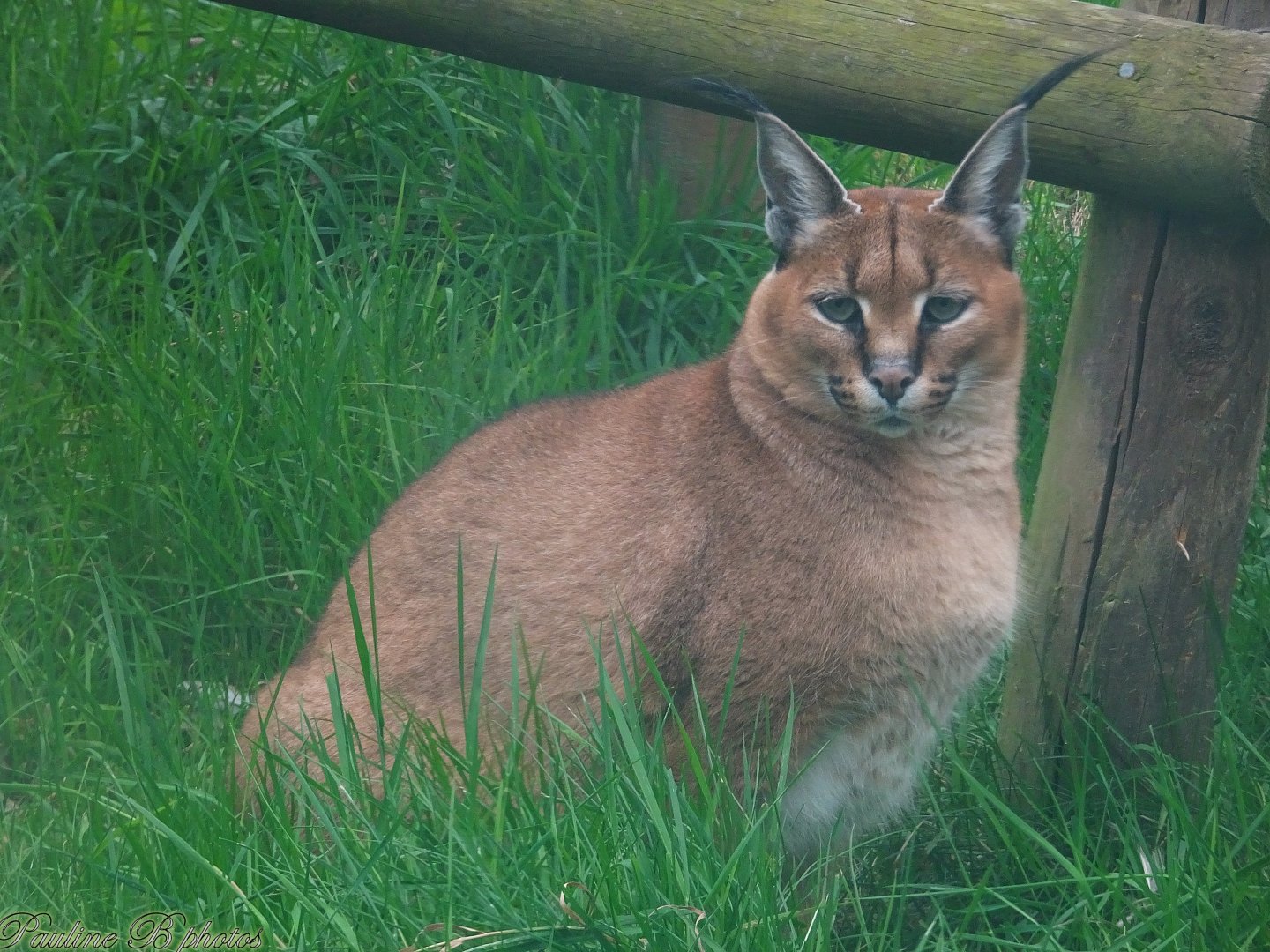 Caracal 18 October 2025