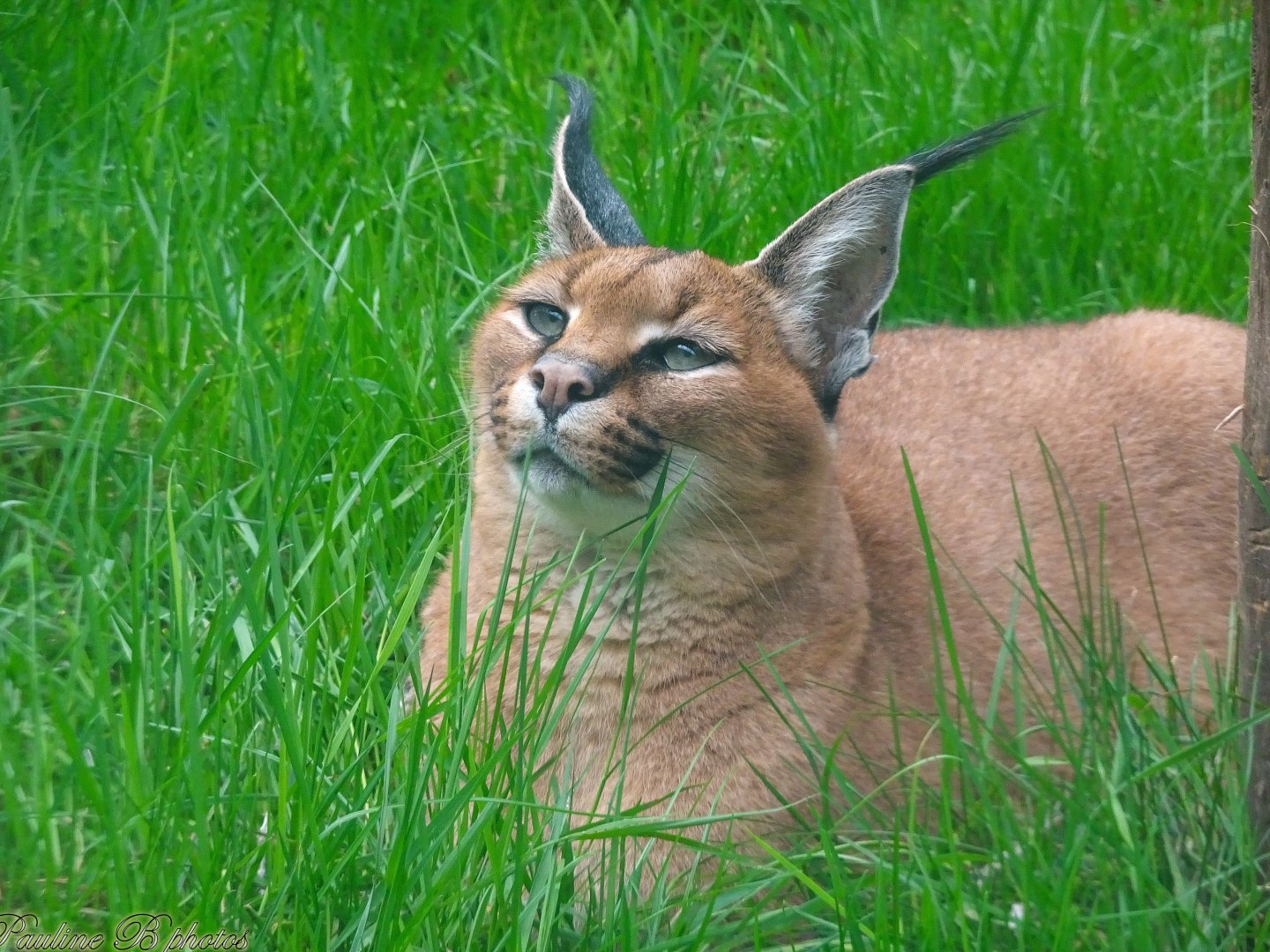 Caracal 18 October 2025