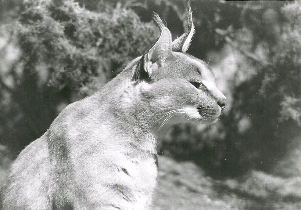 Caracal - 1982