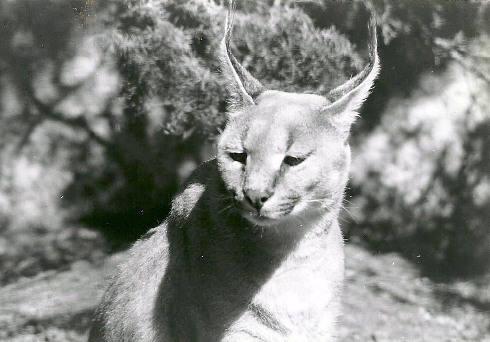 Caracal - 1982