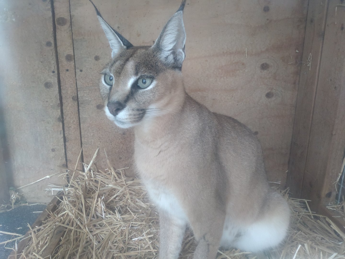 Caracal 22/7/23