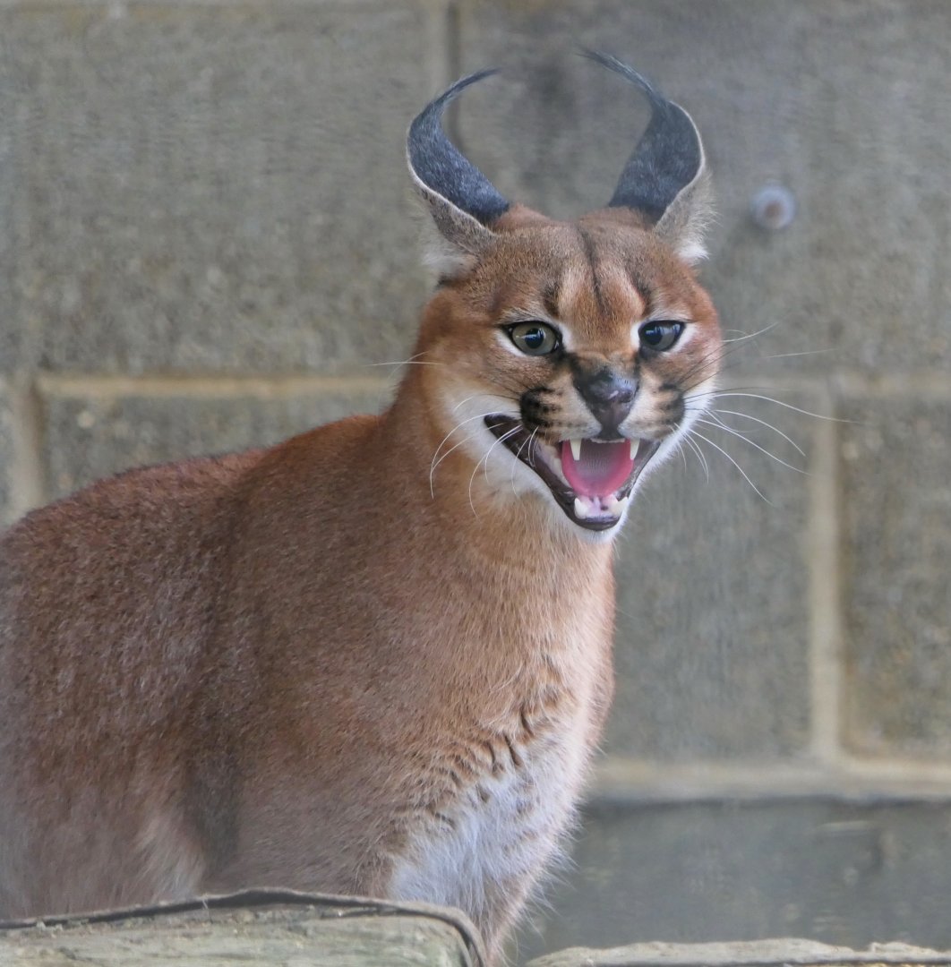 Caracal - 3/1/19 - Hamerton