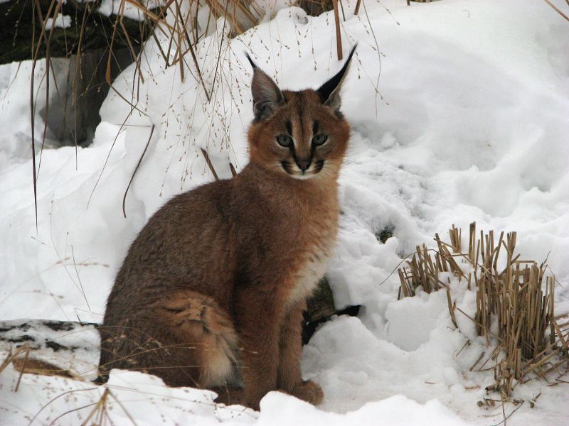 Caracal 3 months old