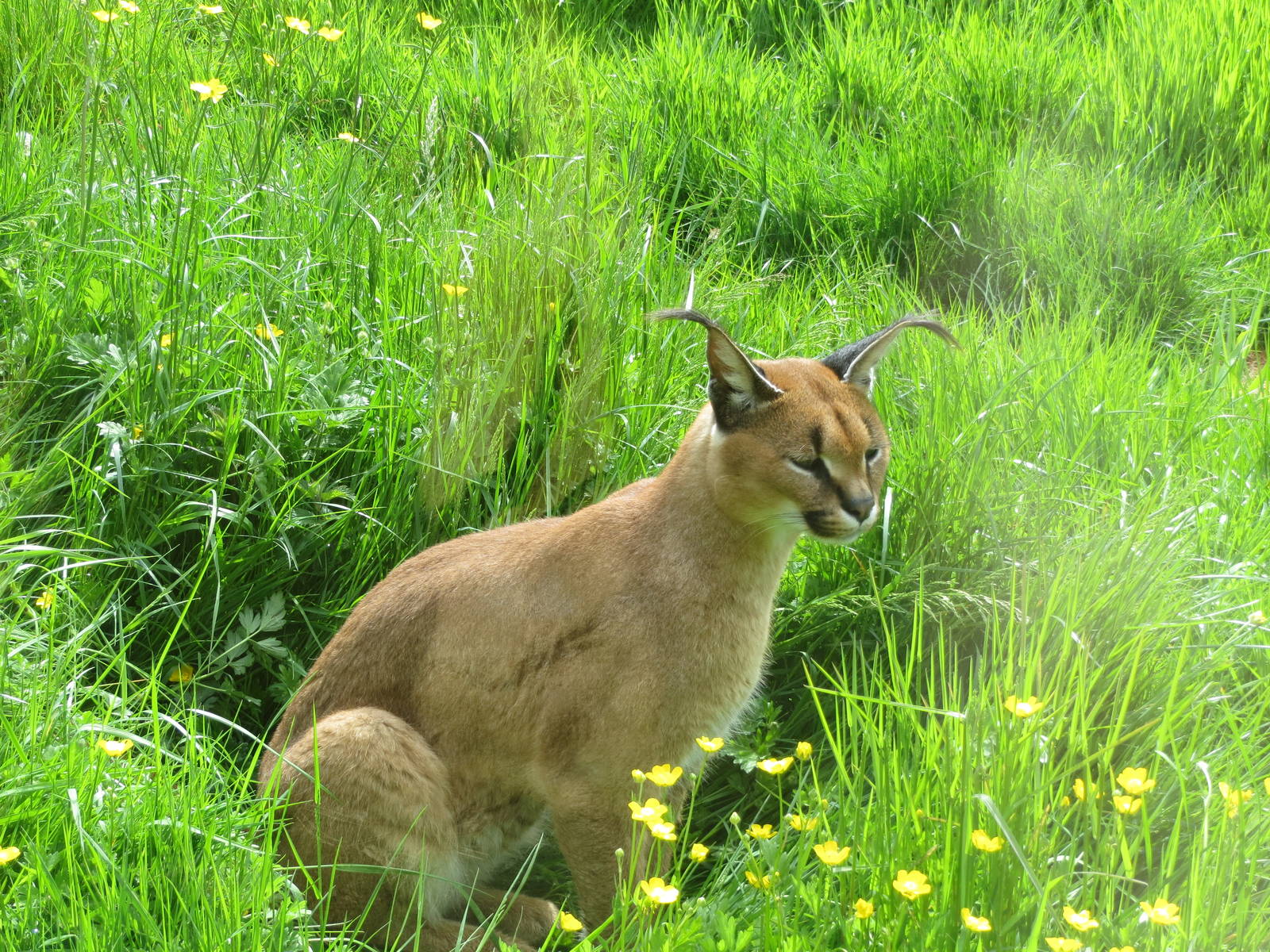 Caracal 300513