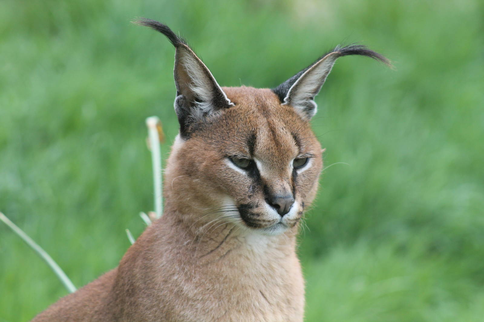 Caracal - 4th May 2013