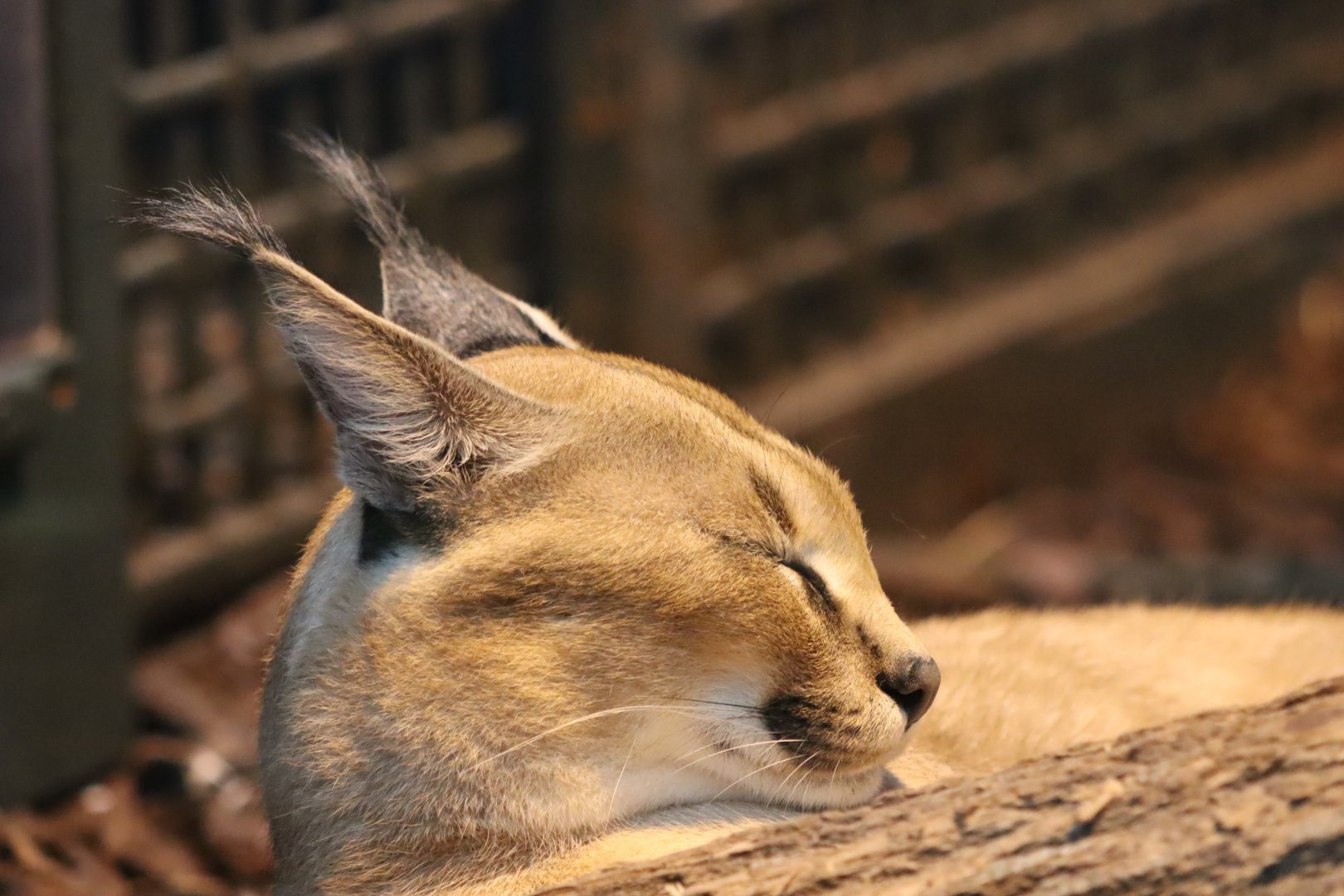 Caracal - 6th July 2024