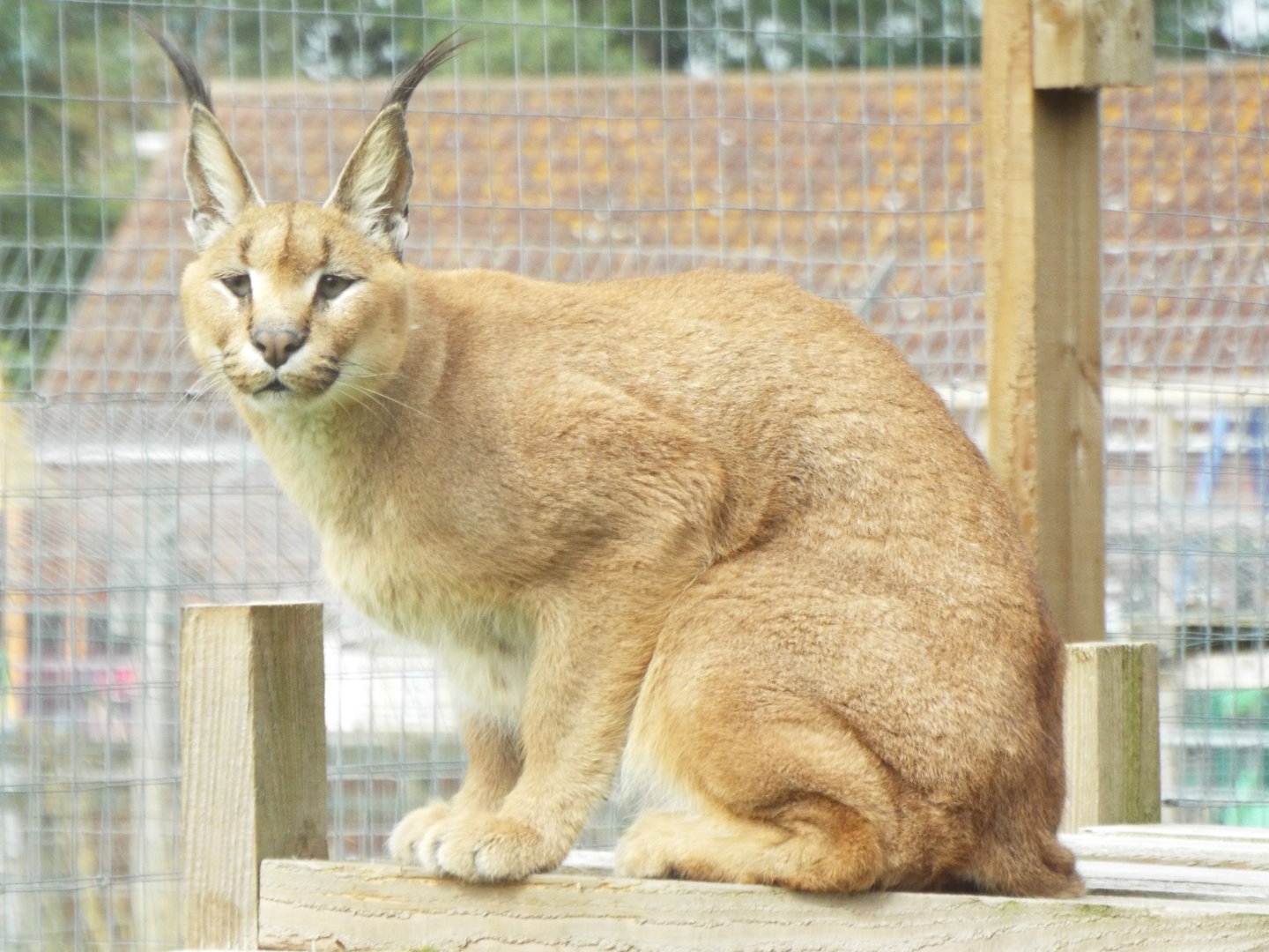 Caracal, Ark
