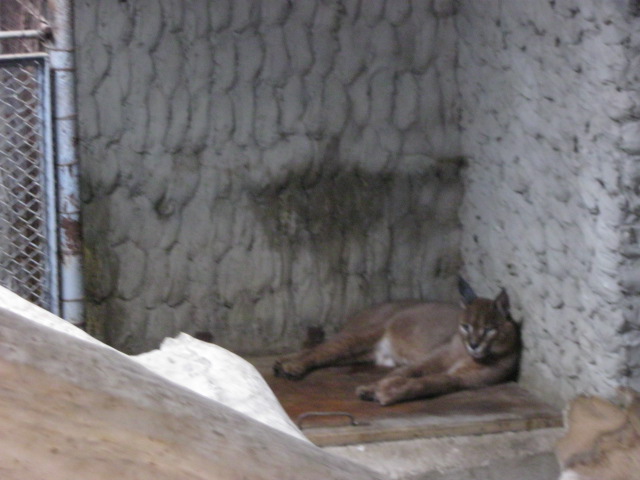 caracal( Armenia ) Yerevan zoo
