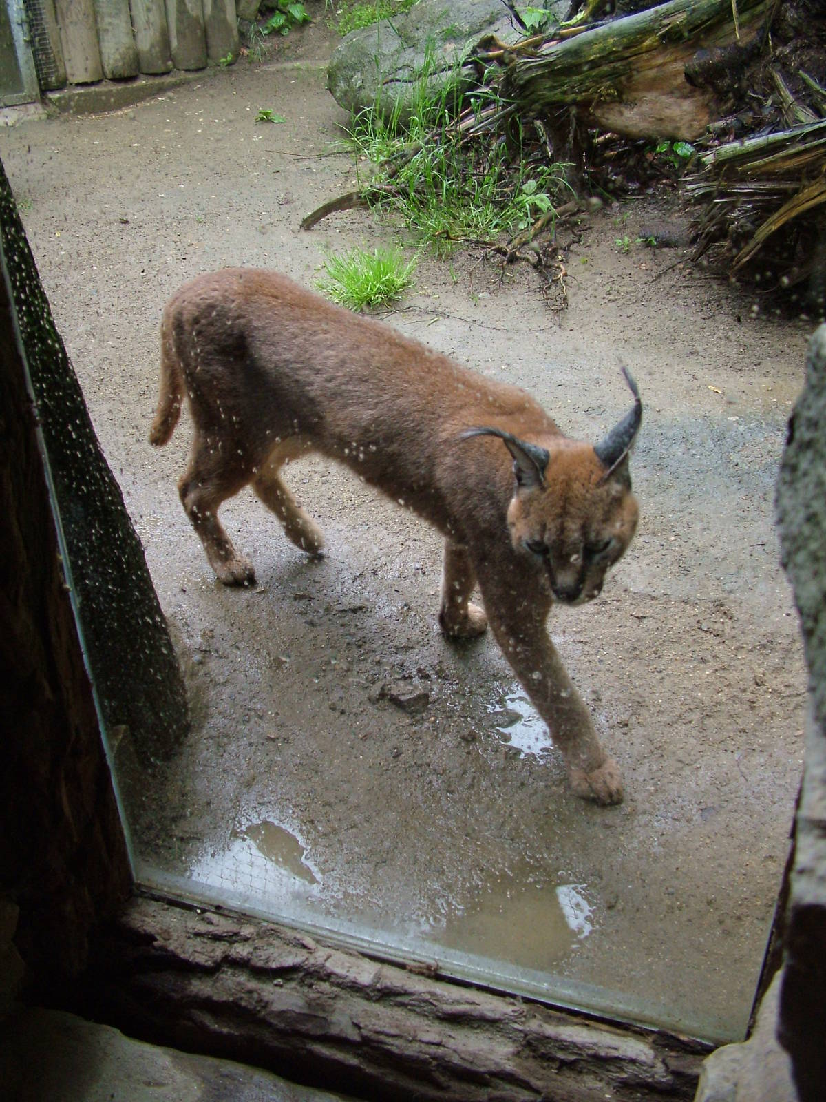 Caracal at Jihlava, 31/05/10