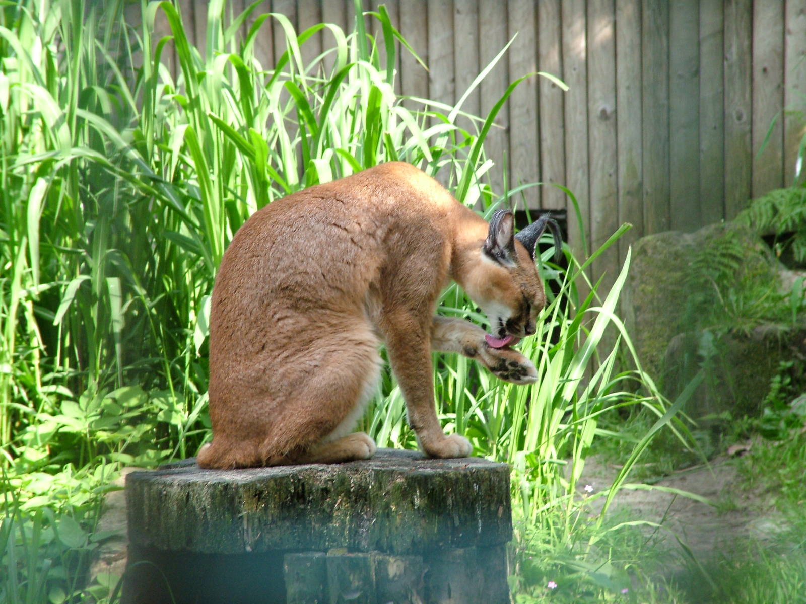Caracal at Ostrava, 29/05/10
