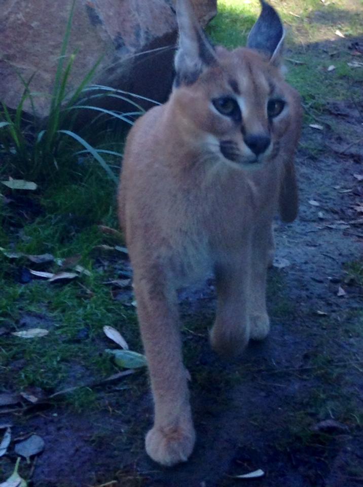 Caracal at Wellington Zoo.