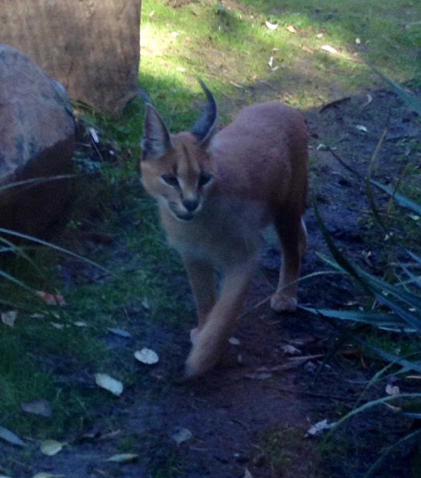 Caracal at Wellington Zoo.