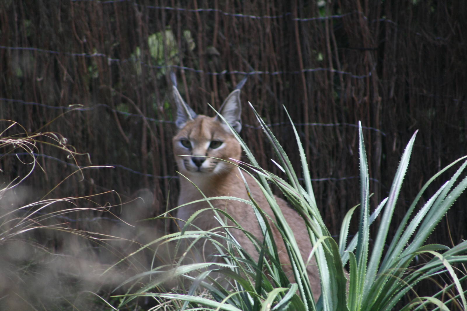 Caracal at Wellington Zoo.
