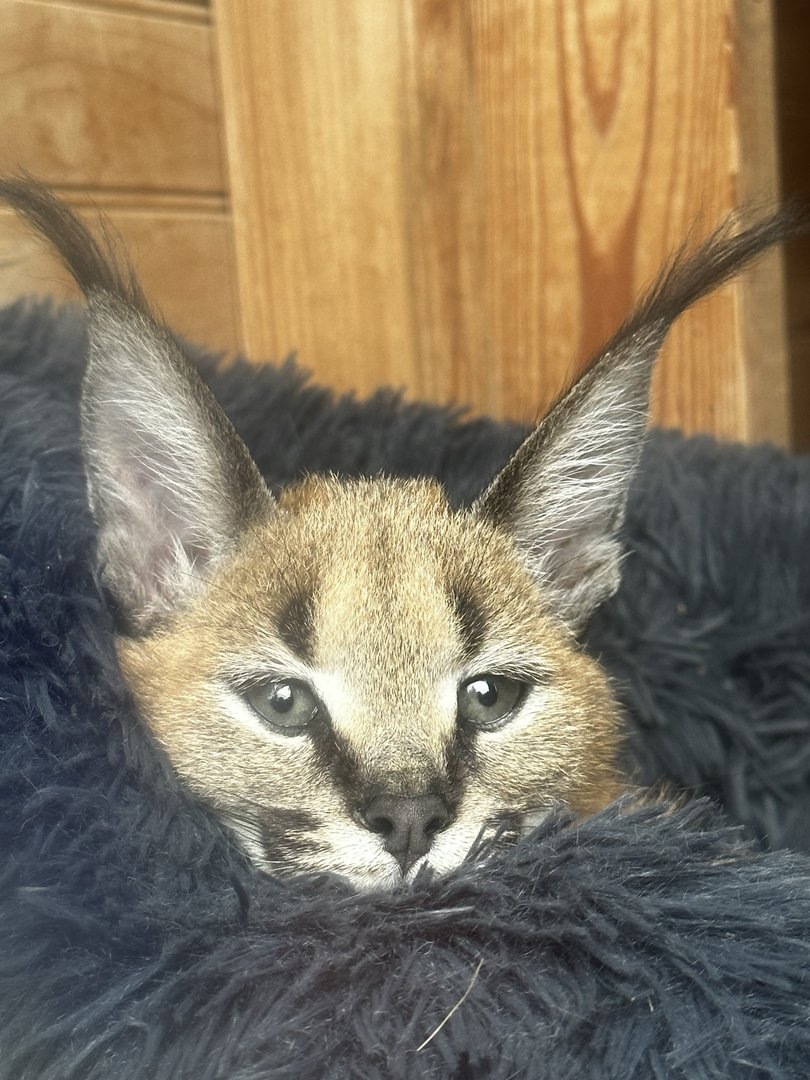 Caracal Baby