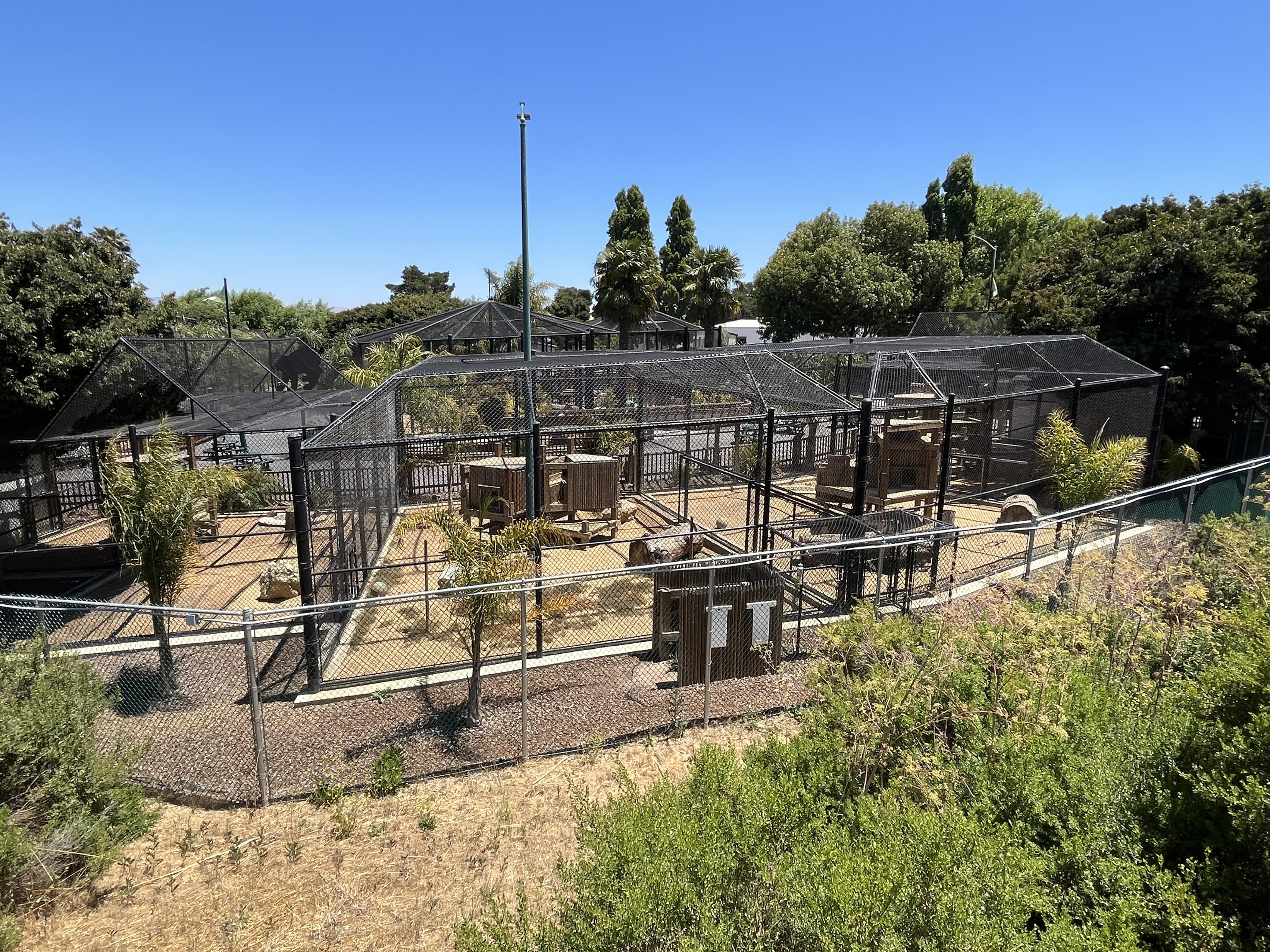 Caracal/Bobcat/Lynx/Serval Exhibits