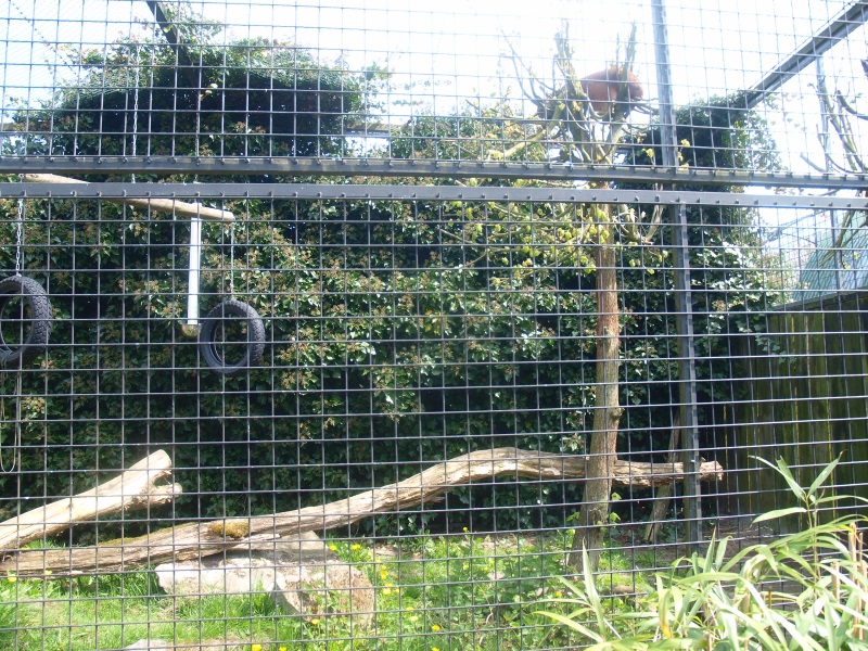 Caracal cage (April 19th, 2015)