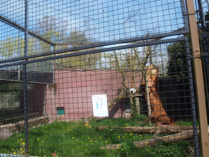 Caracal cage (April 19th, 2015)
