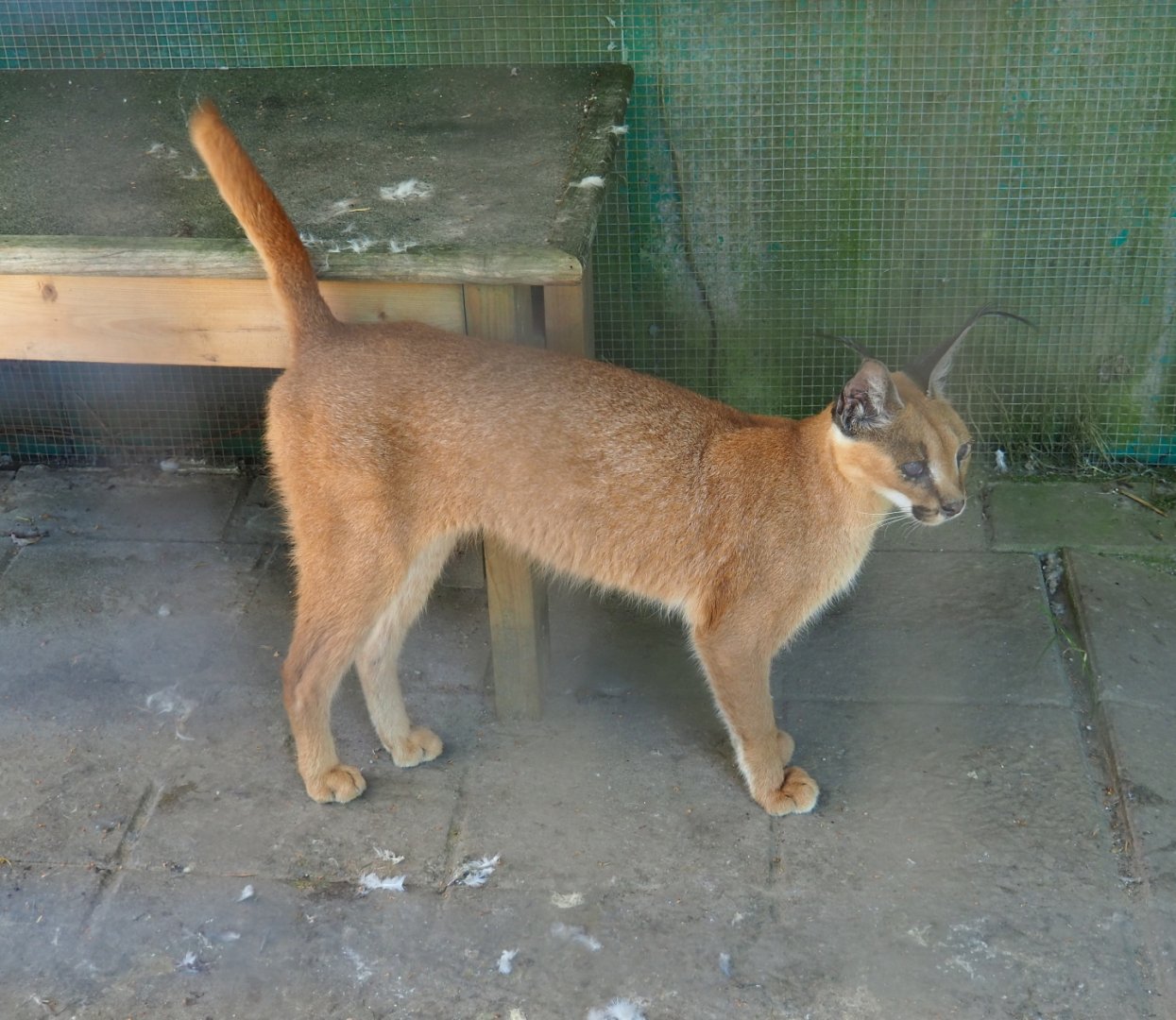 Caracal (Caracal caracal), 2019-06-01