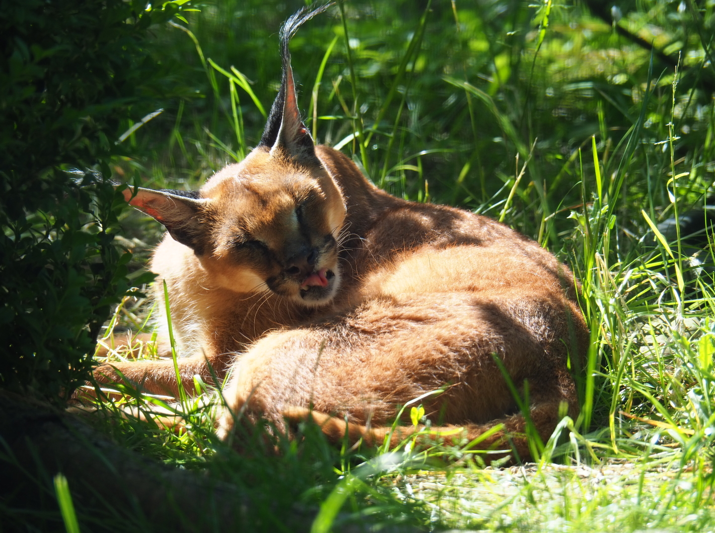 Caracal (Caracal caracal), 2019-06-01