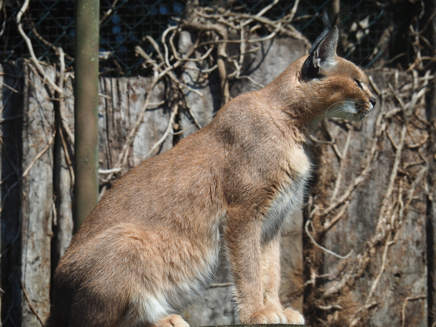 Caracal (Caracal caracal), 2019-08-04