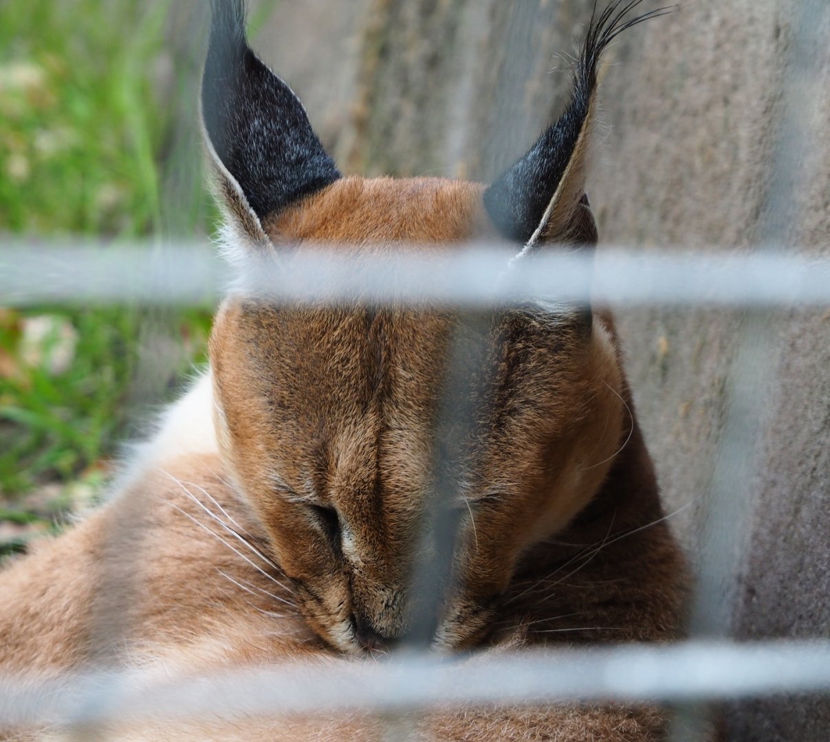 Caracal (Caracal caracal), 2020-06-20