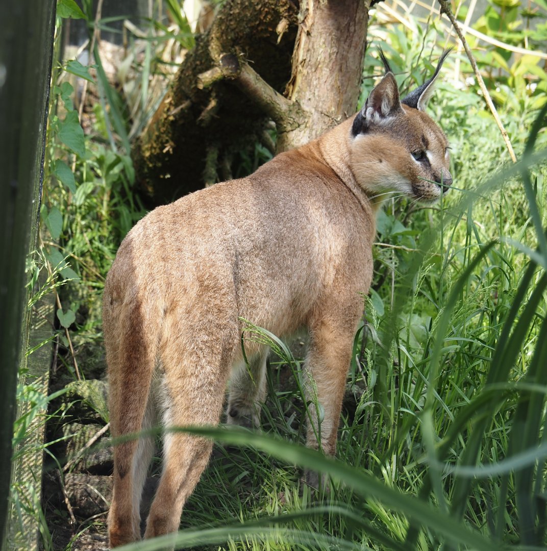 Caracal (Caracal caracal), 2024-05-11