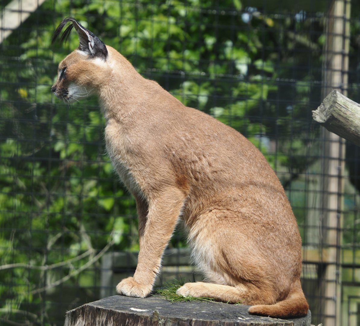 Caracal (Caracal caracal), 2024-05-11