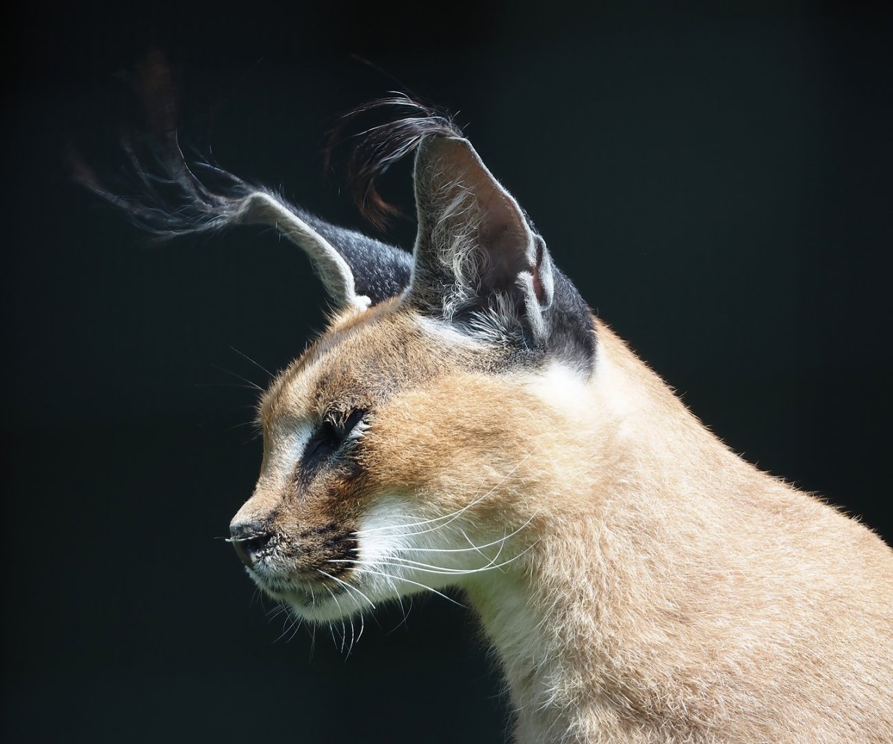 Caracal (Caracal caracal), 2024-05-11