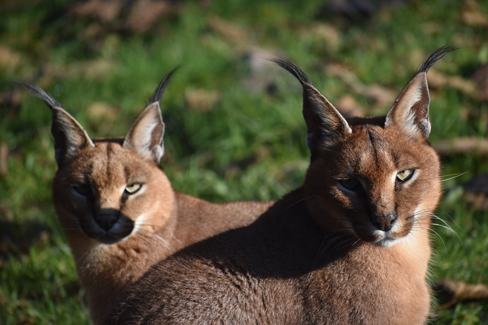 Caracal caracal - Caracal (pair)