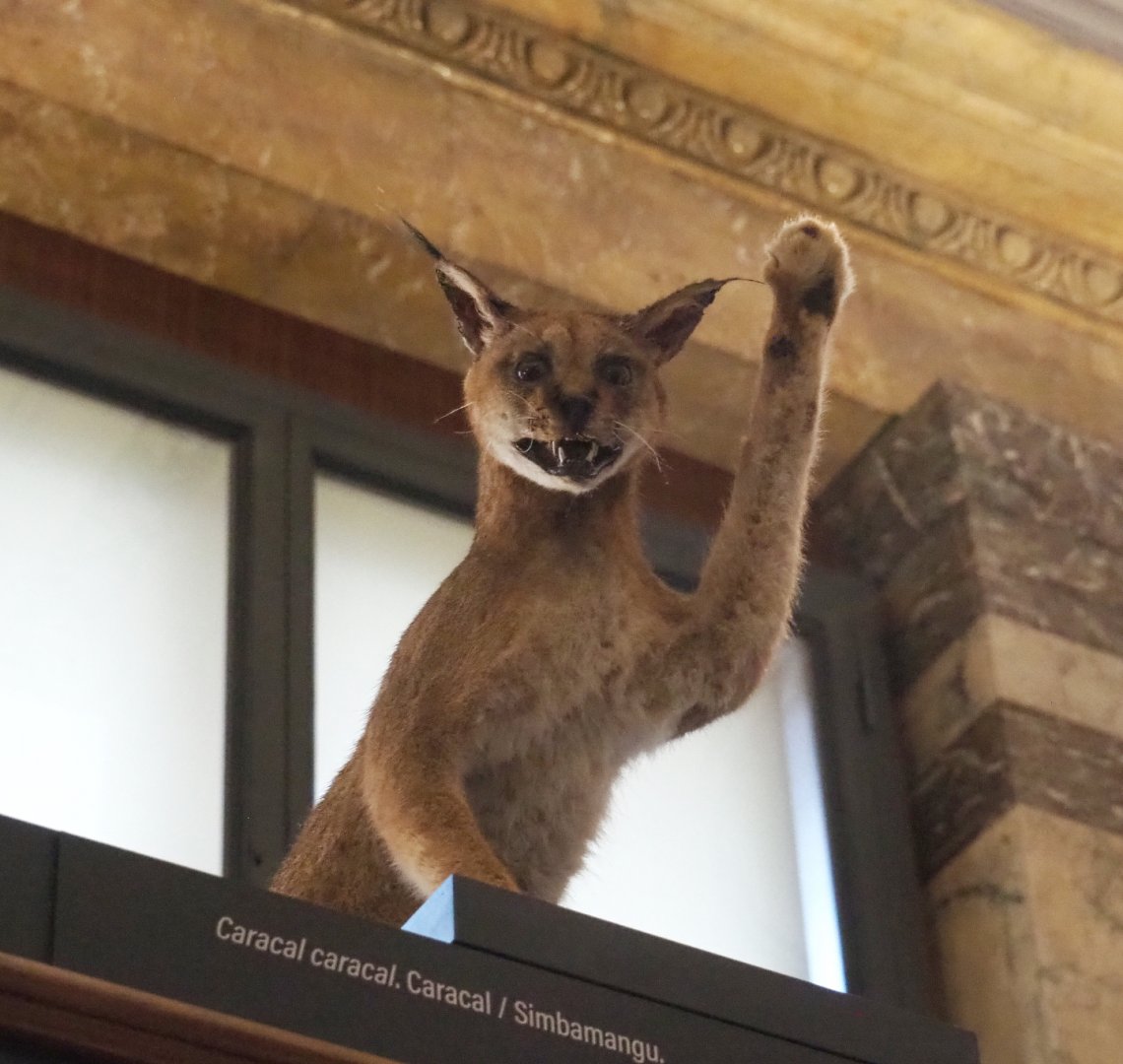 Caracal (Caracal caracal) specimen, 2021-10-20
