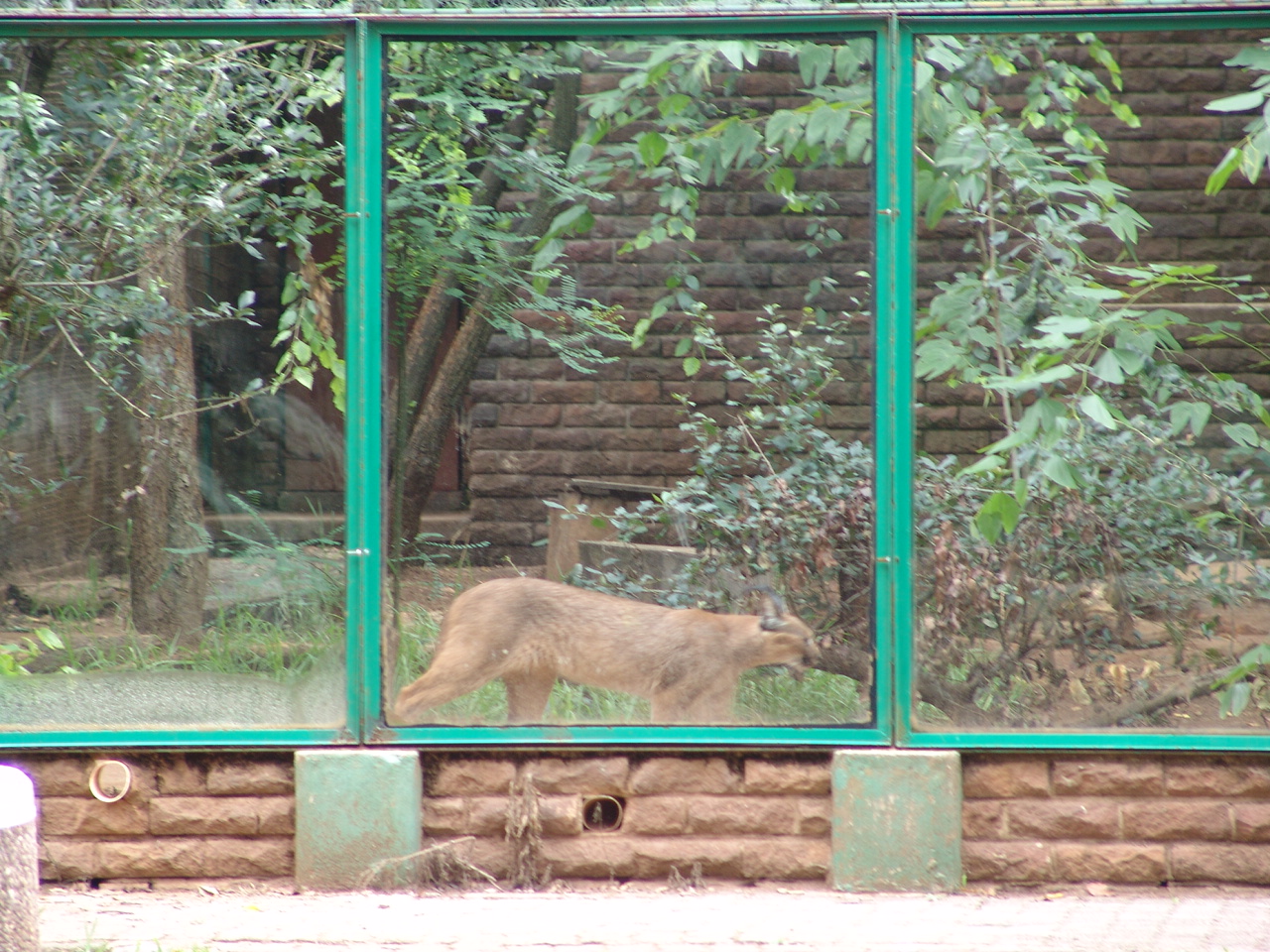 Caracal (Caracal caracal)