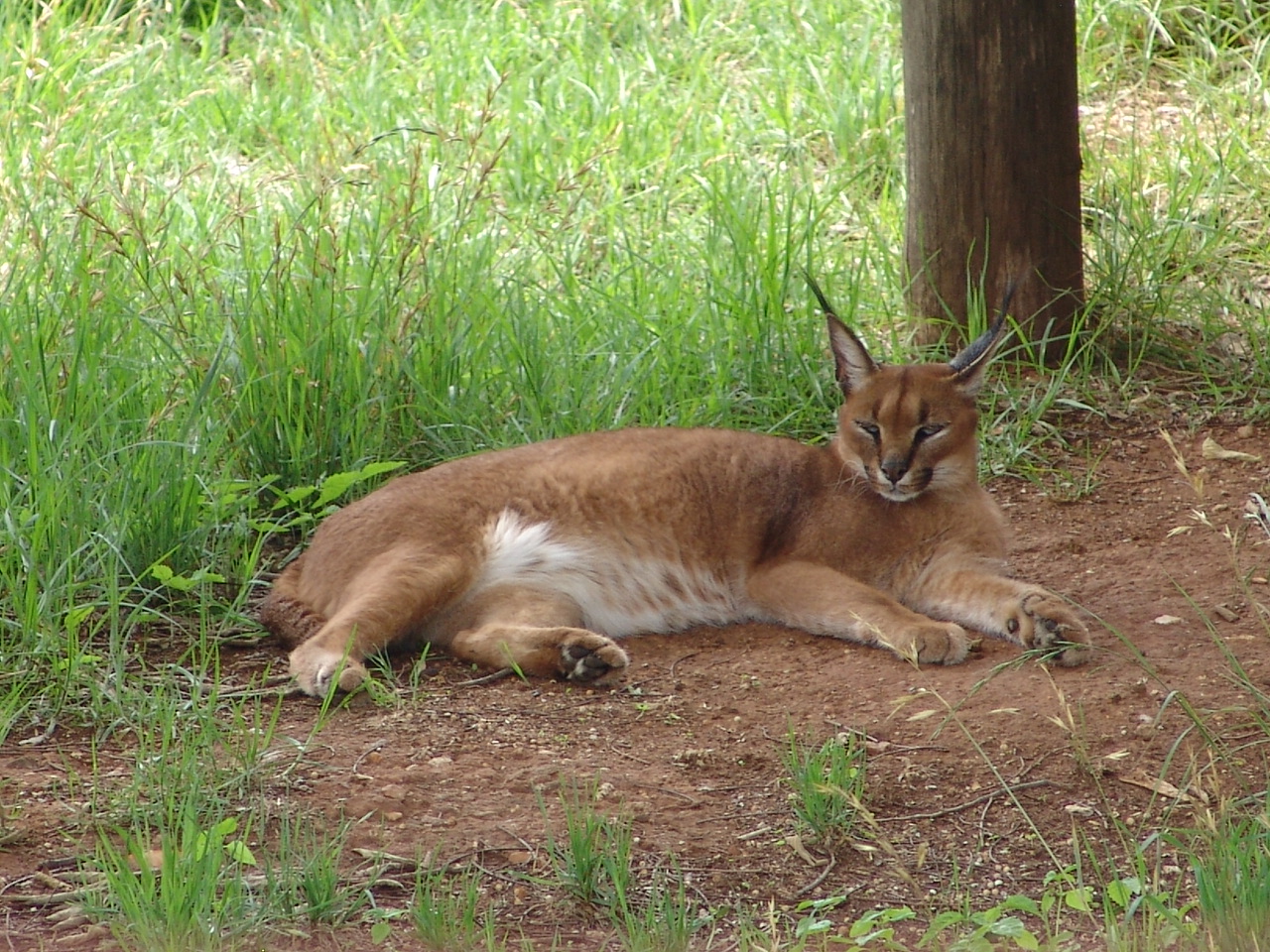 Caracal (Caracal caracal)
