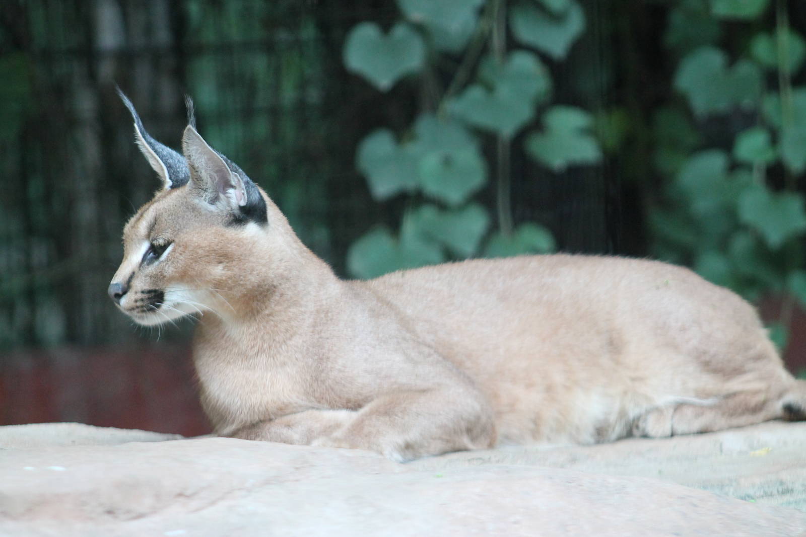 caracal (Caracal caracal)