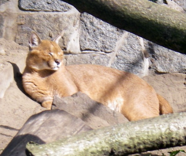 Caracal (Caracal caracal)
