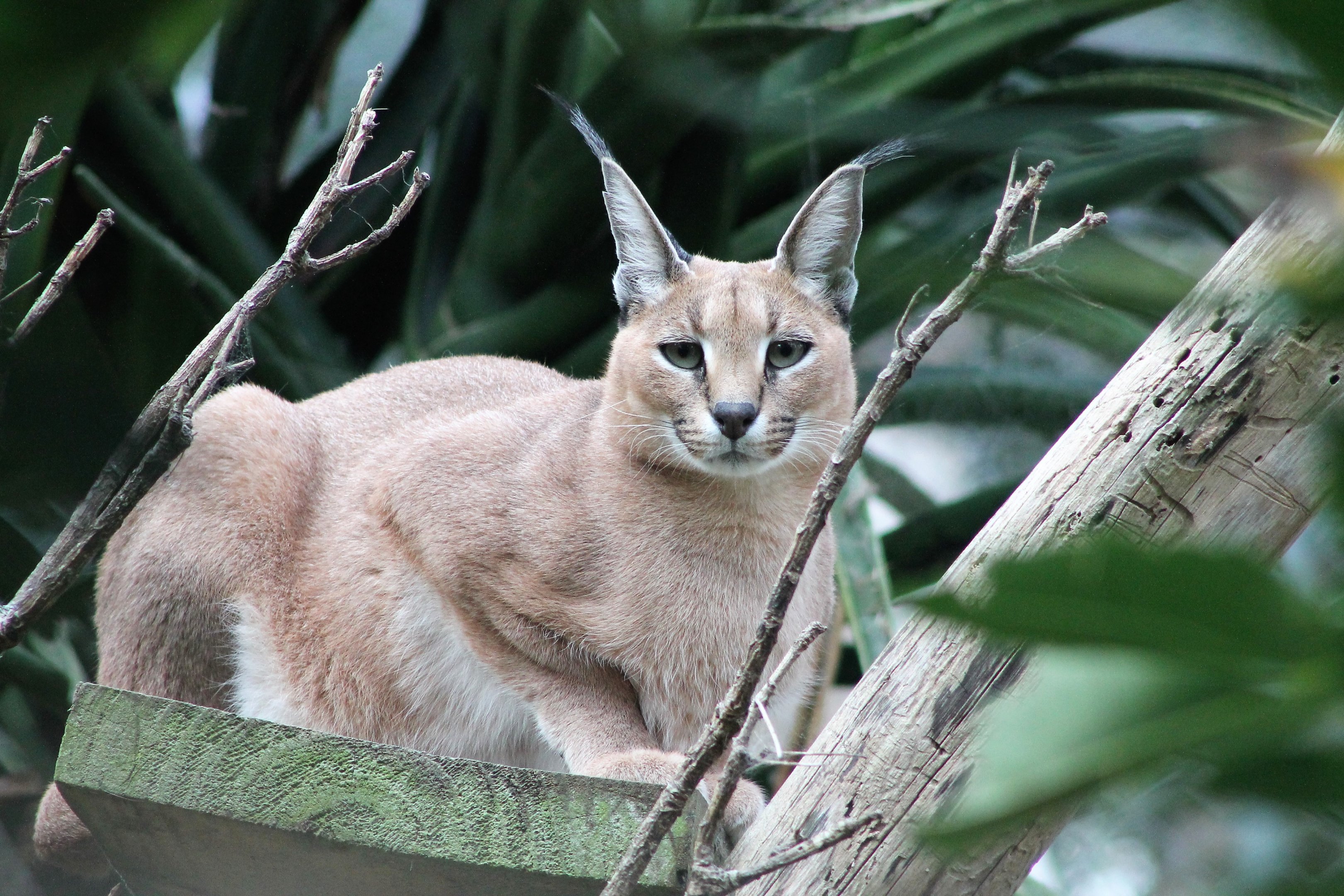 Caracal (Caracal caracal)