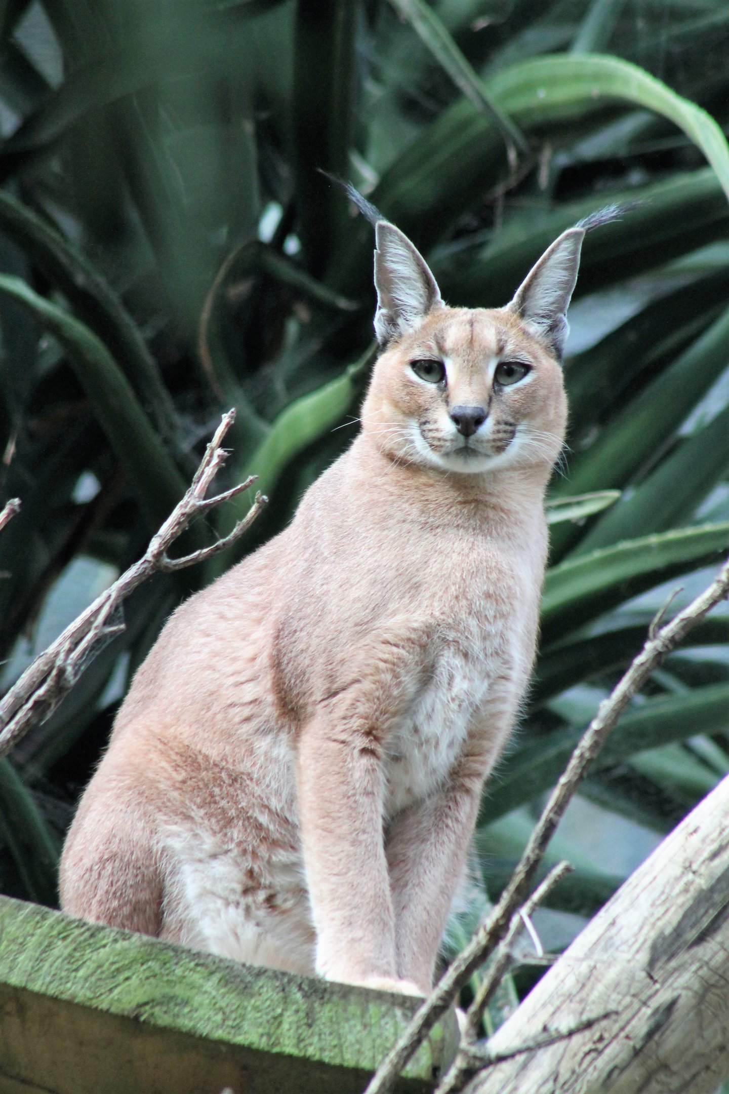 Caracal (Caracal caracal)