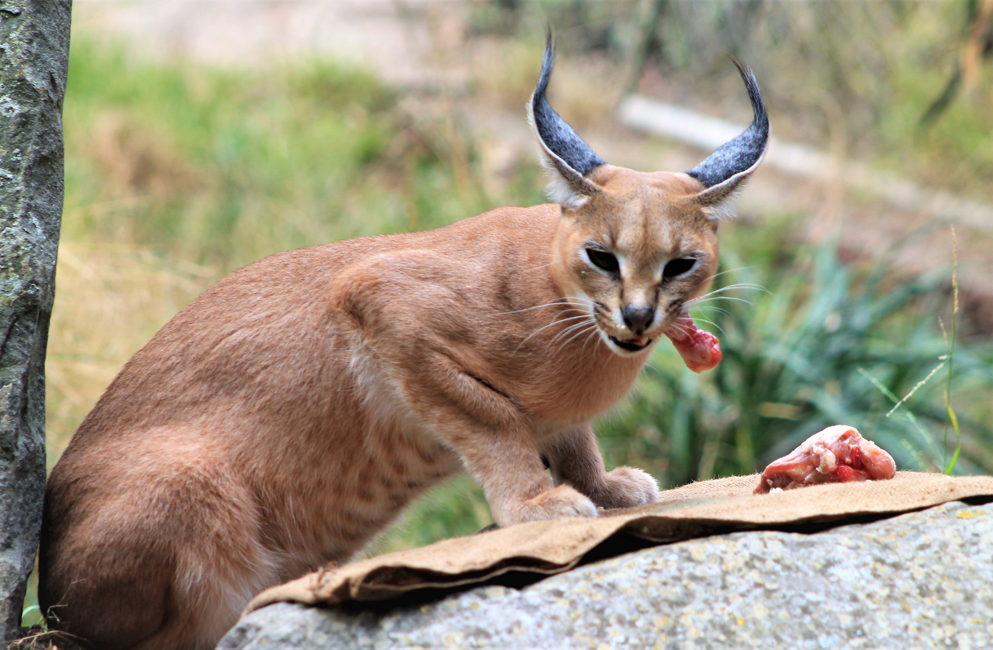 Caracal (Caracal caracal)
