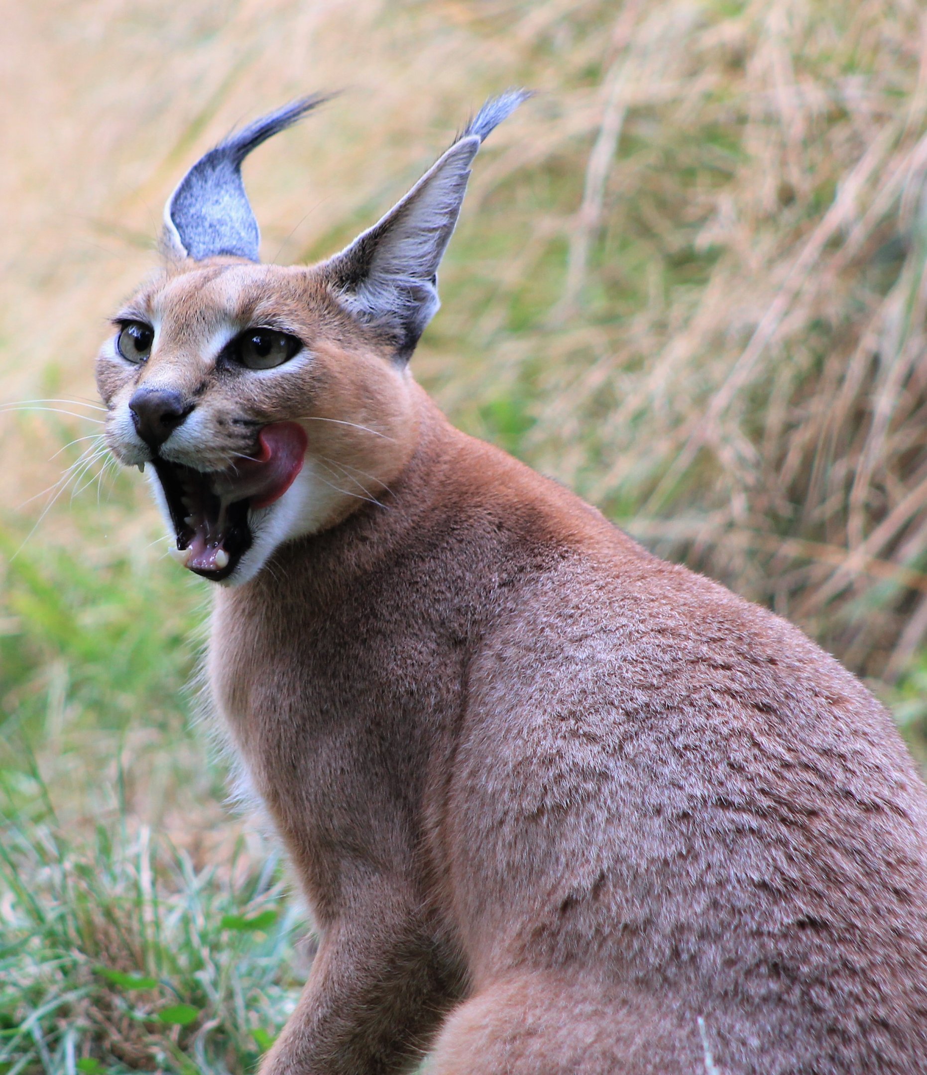 Caracal (Caracal caracal)