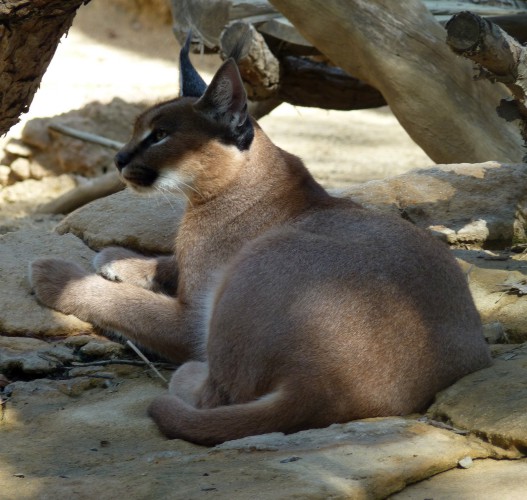 Caracal (Caracal caracal)