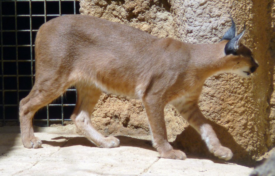 Caracal (Caracal caracal)