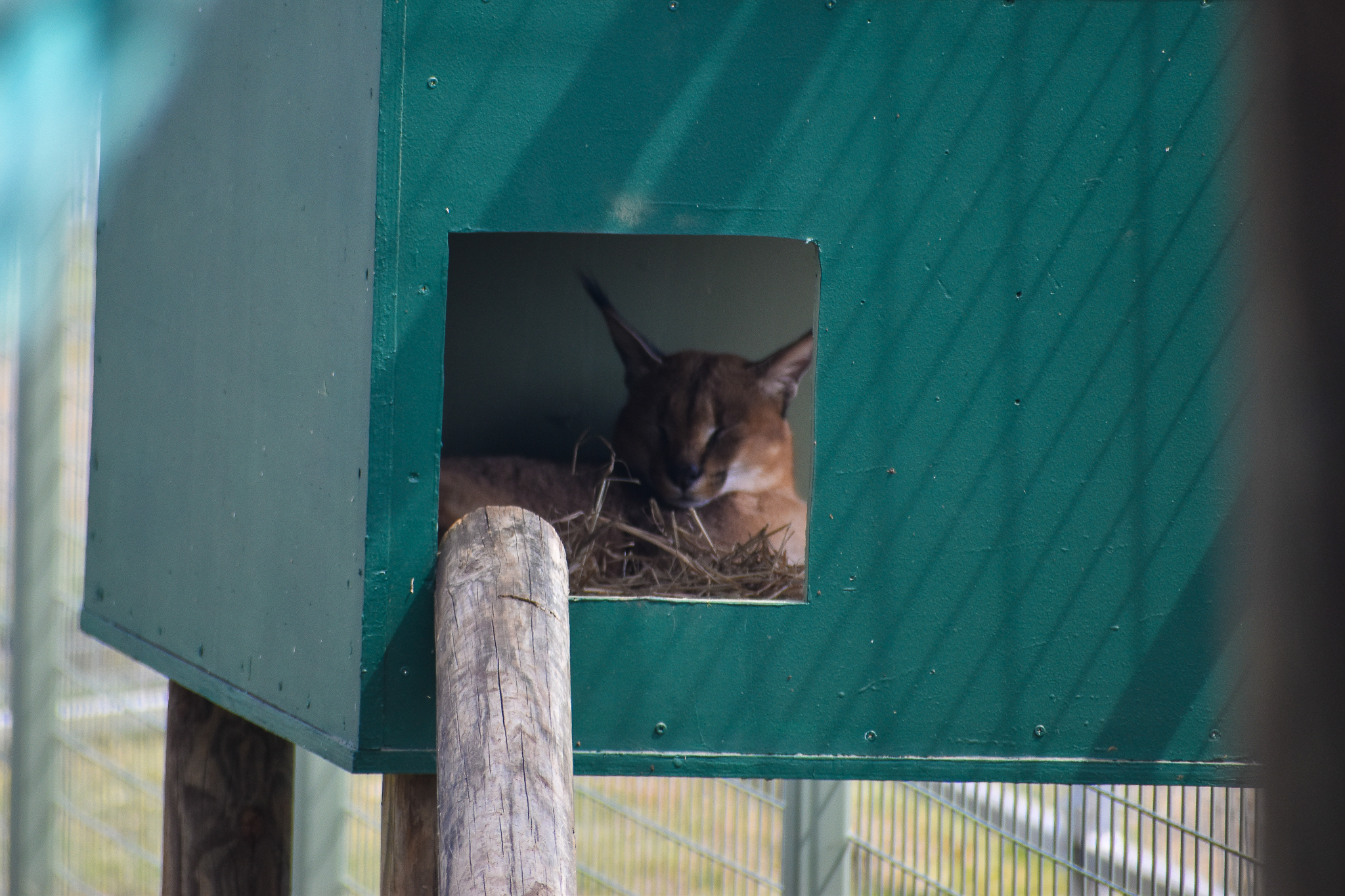 Caracal (Caracal caracal)