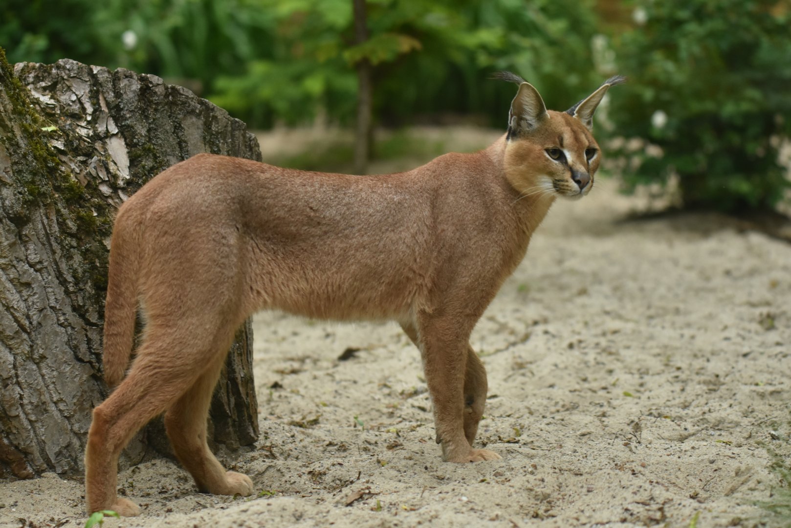 Caracal (Caracal caracal)