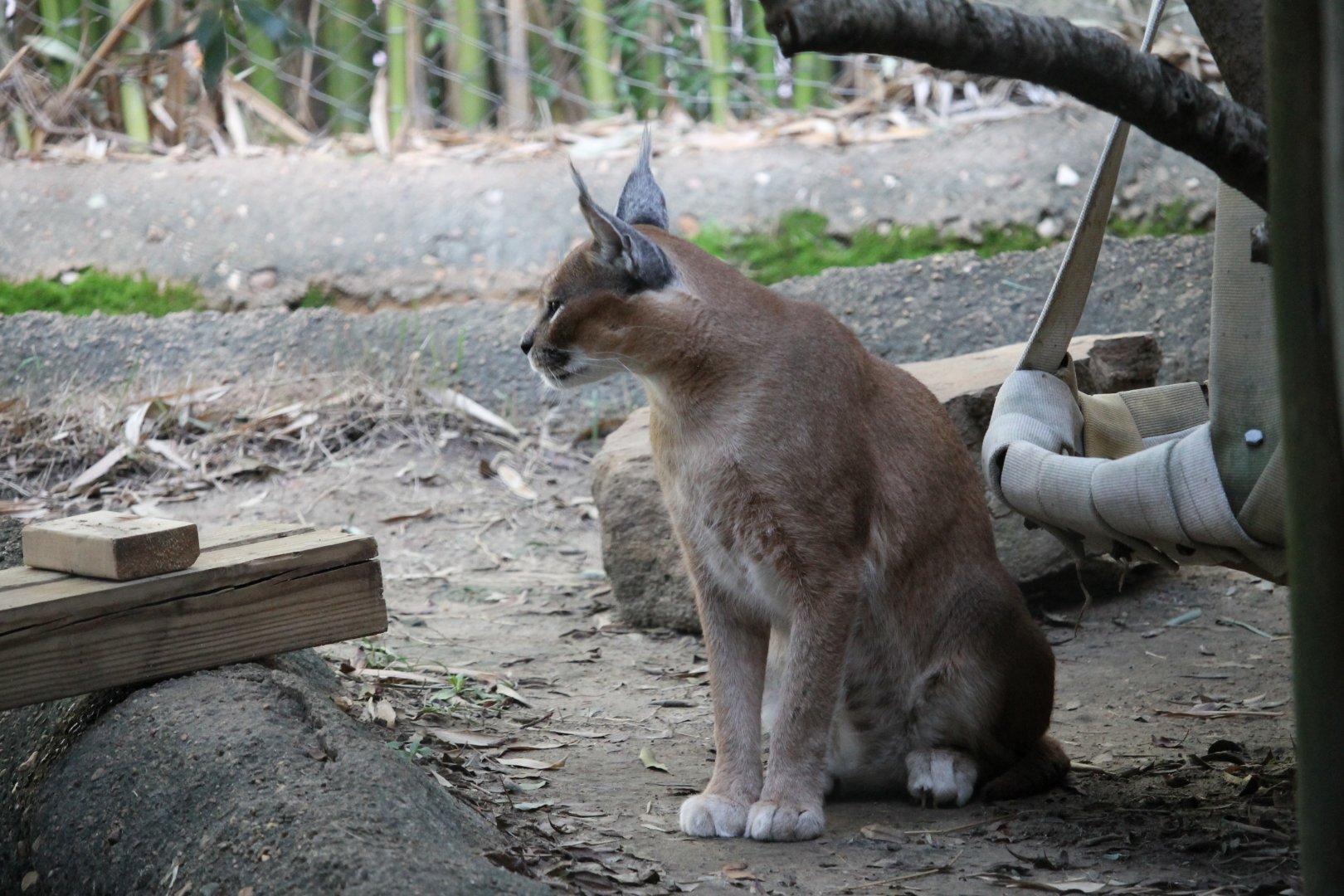 Caracal (Caracal caracal)