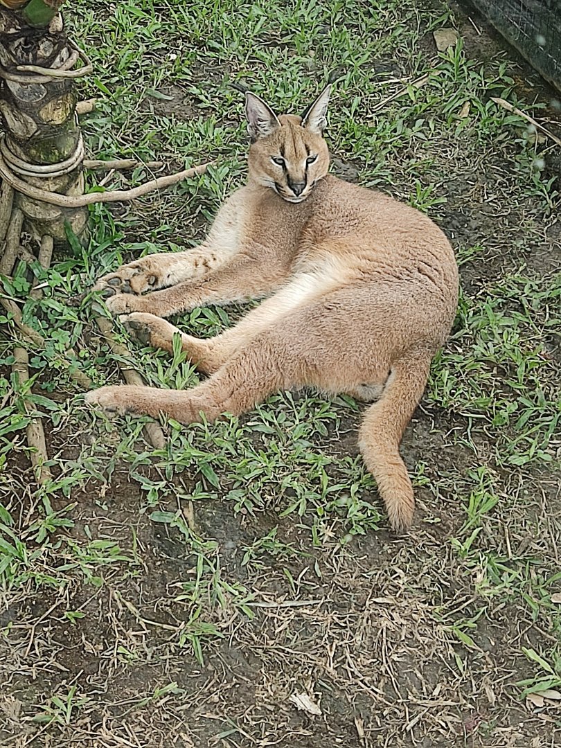 Caracal (Caracal caracal)