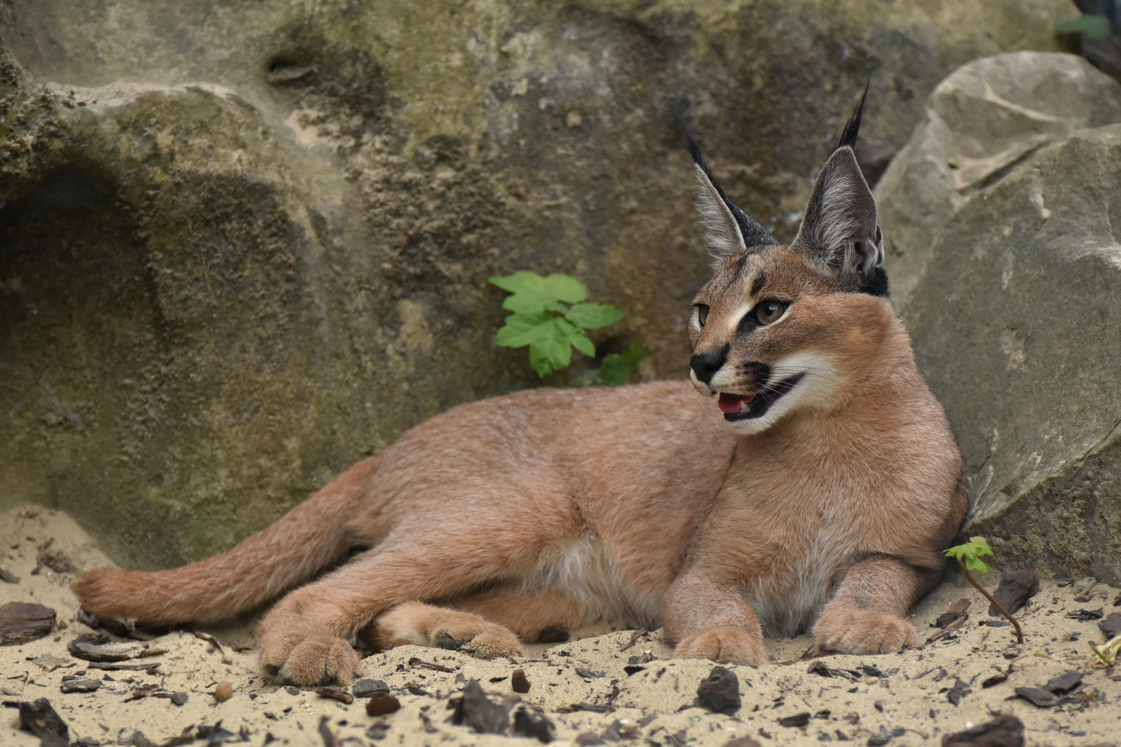 Caracal (Caracal caracal)