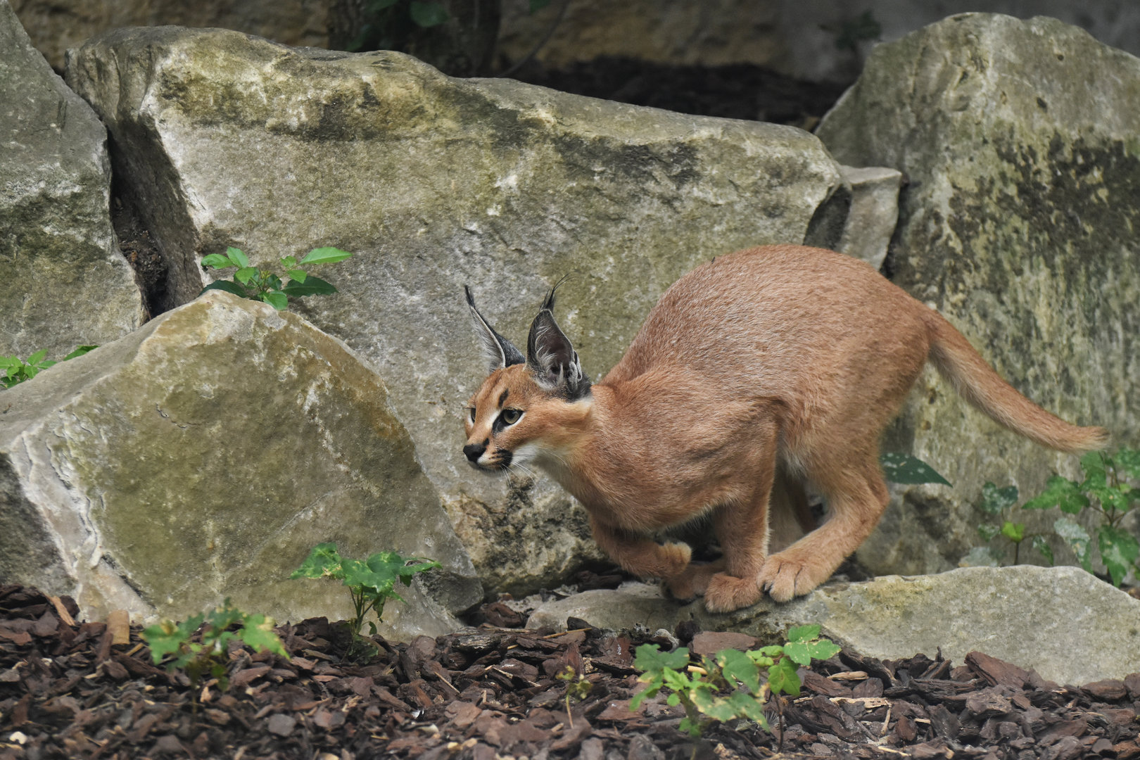 Caracal (Caracal caracal)